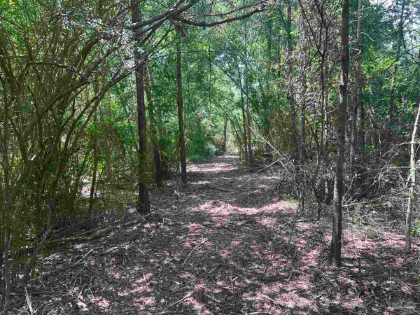a view of a forest with trees in the background