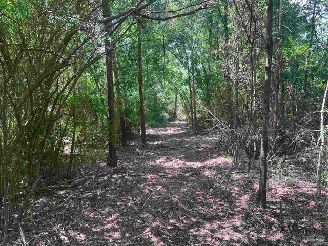 a view of a forest with trees in the background