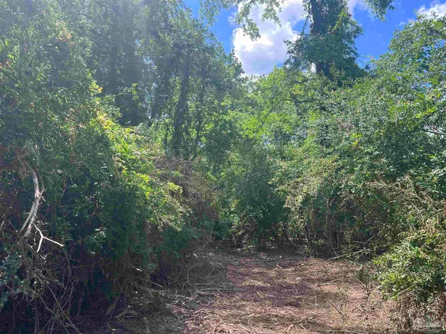 a view of a forest with trees in the background