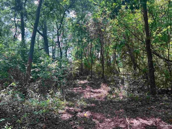 a view of a forest with trees in the background