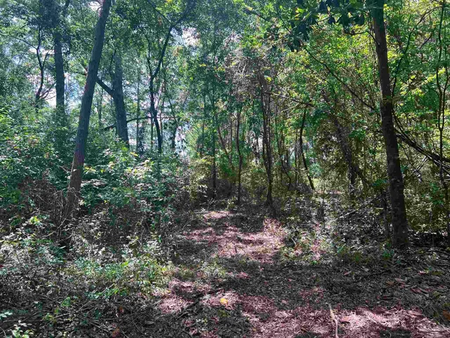 a view of a forest with trees in the background