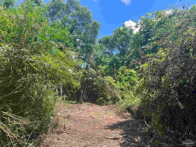a view of a forest with trees in front of it