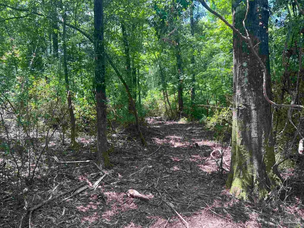 a view of a forest