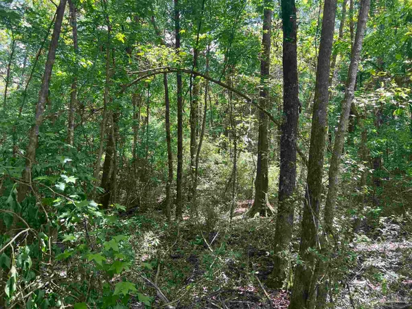 a view of forest