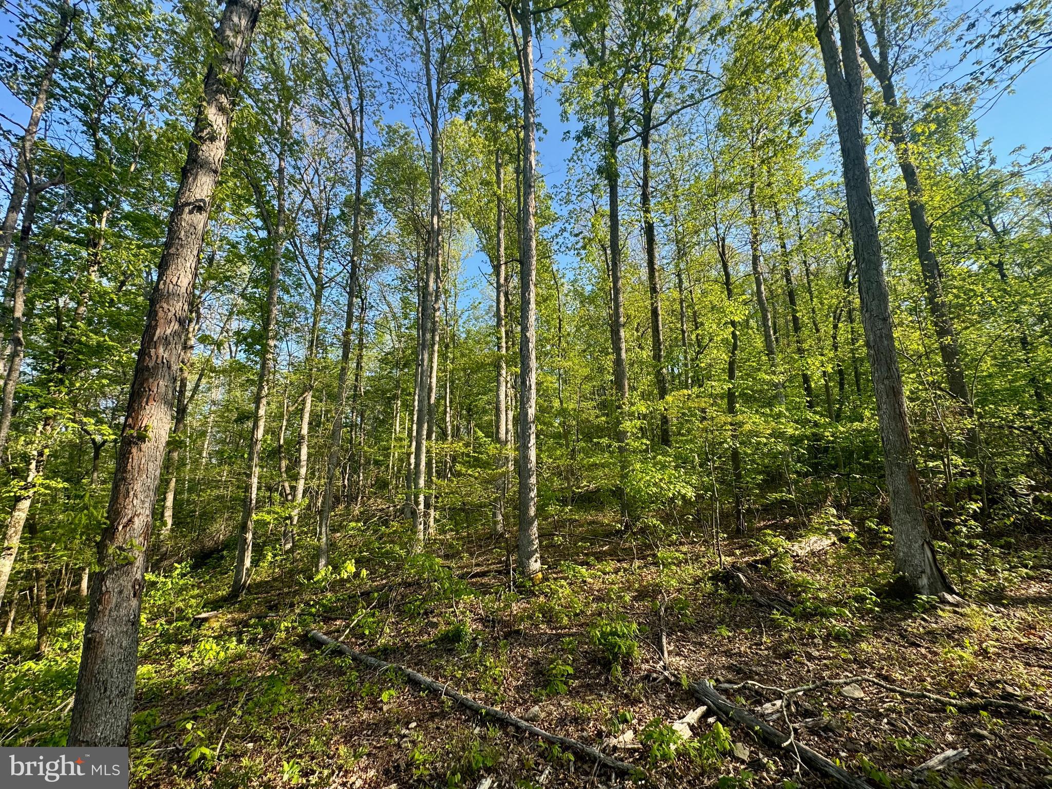 John Orr Road Independence, WV 26374 - Photo 19 of 37