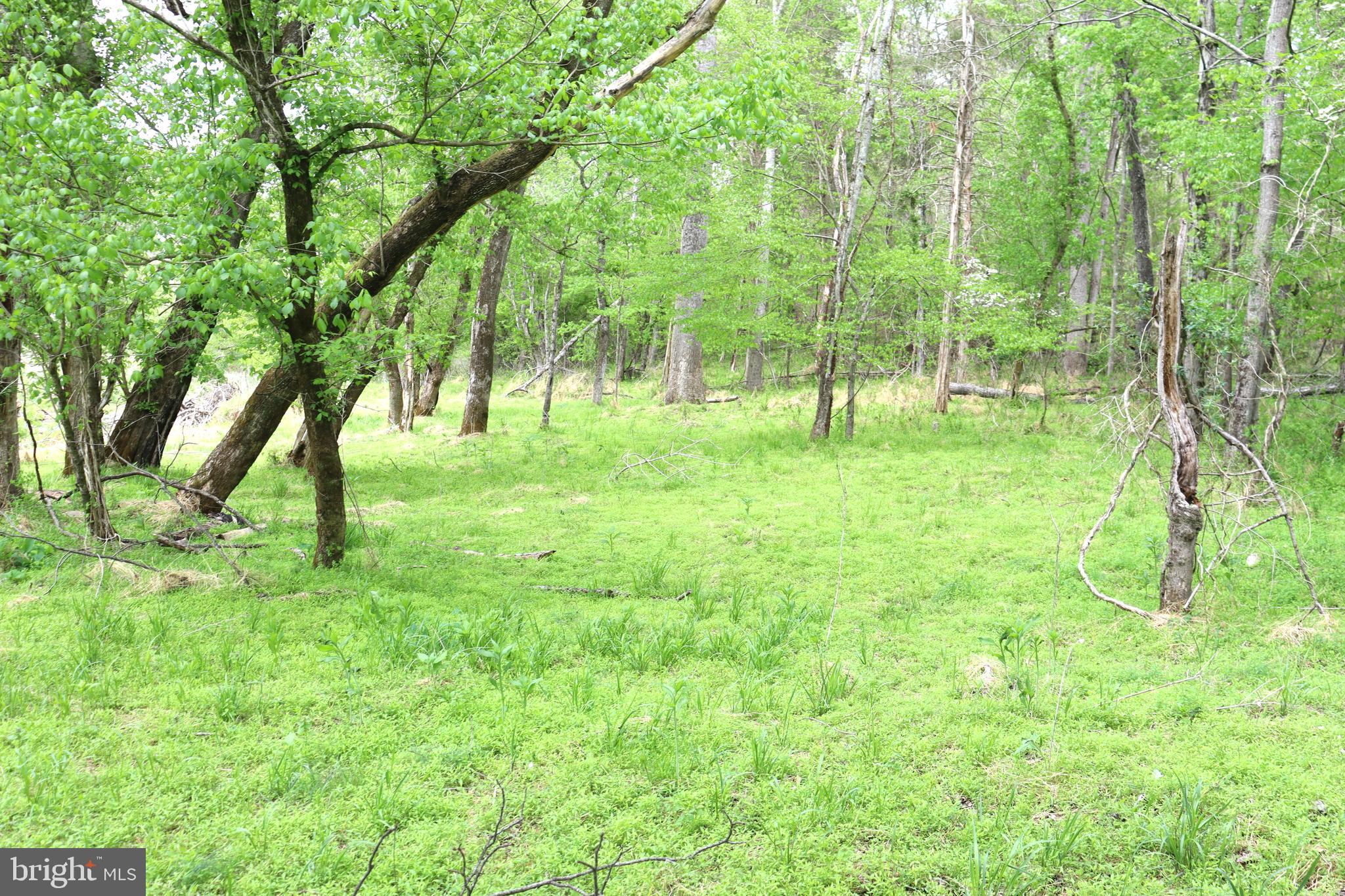 0 Hazel River Road Rixeyville, VA 22737 - Photo 11 of 31 a view of lush green forest