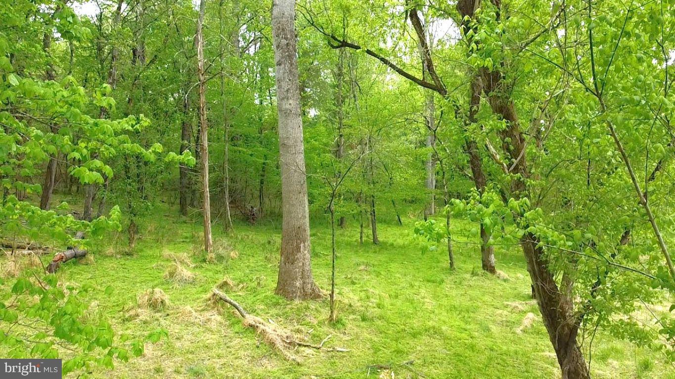 0 Hazel River Road Rixeyville, VA 22737 - Photo 12 of 31