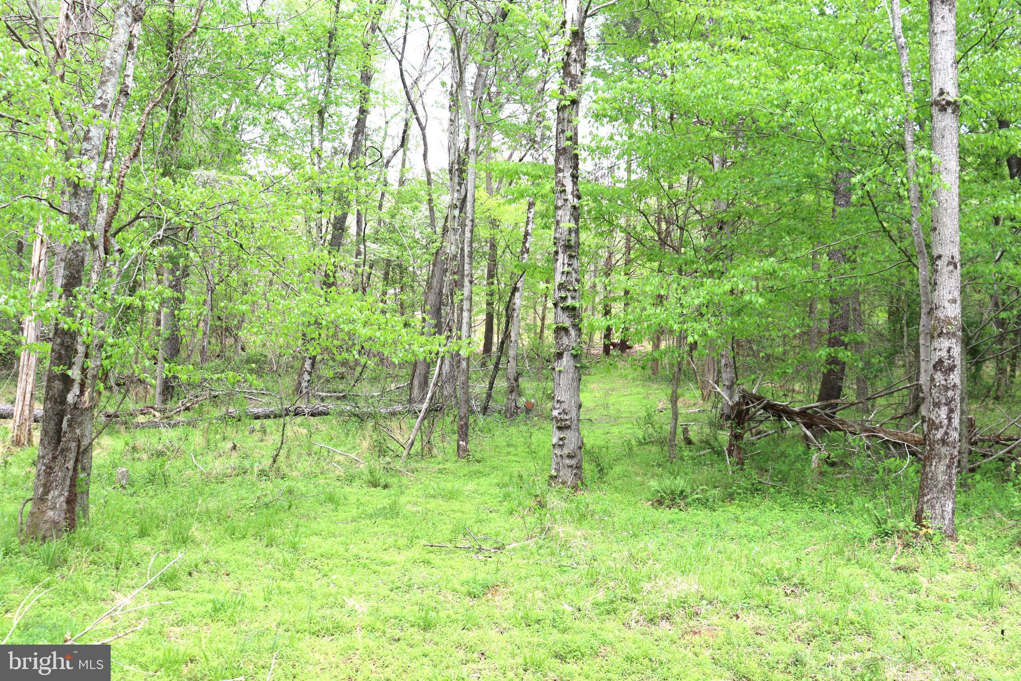 0 Hazel River Road Rixeyville, VA 22737 - Photo 15 of 31 a backyard of a house with lots of green space and trees