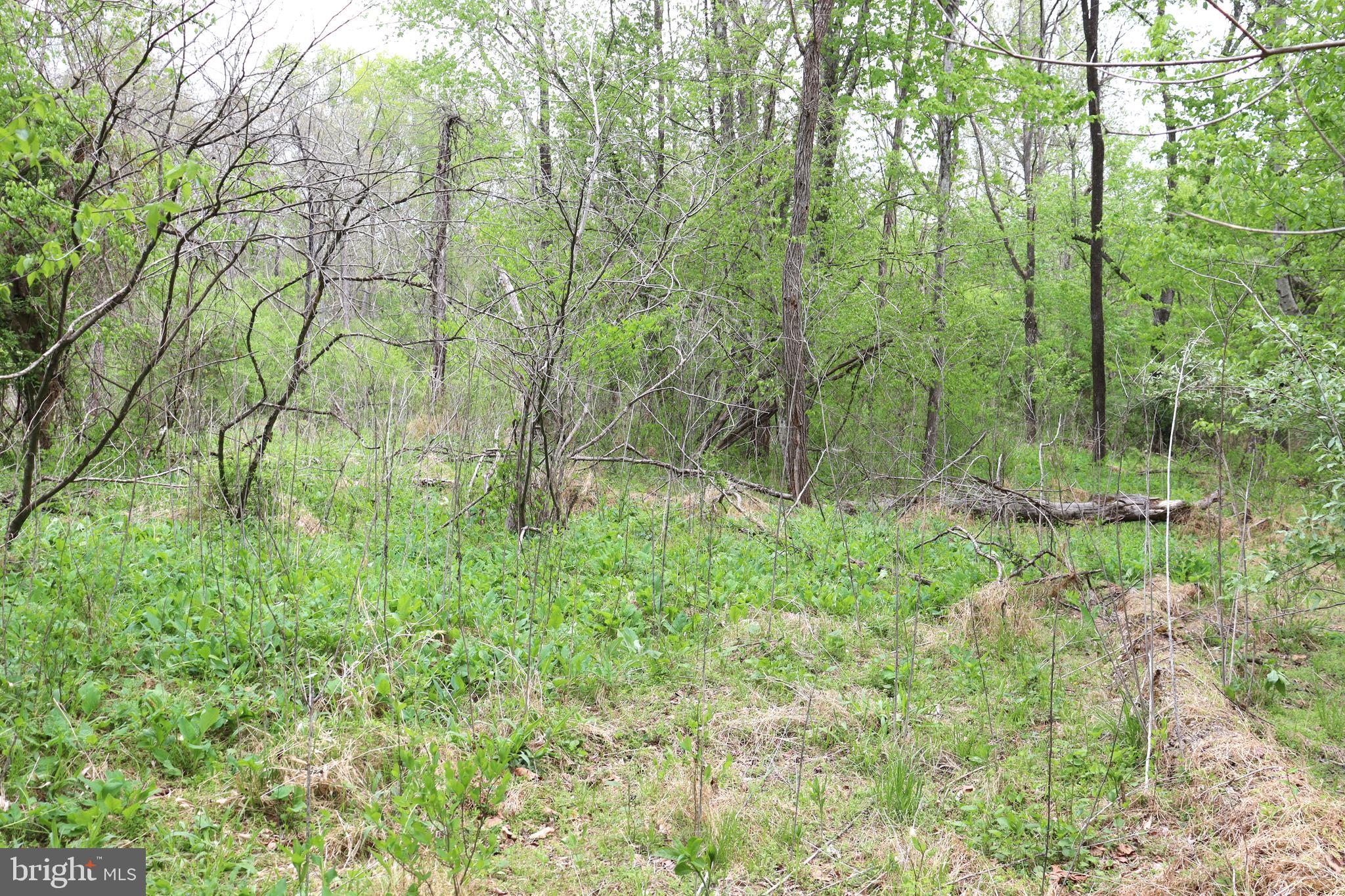 0 Hazel River Road Rixeyville, VA 22737 - Photo 16 of 31 a view of a lush green forest