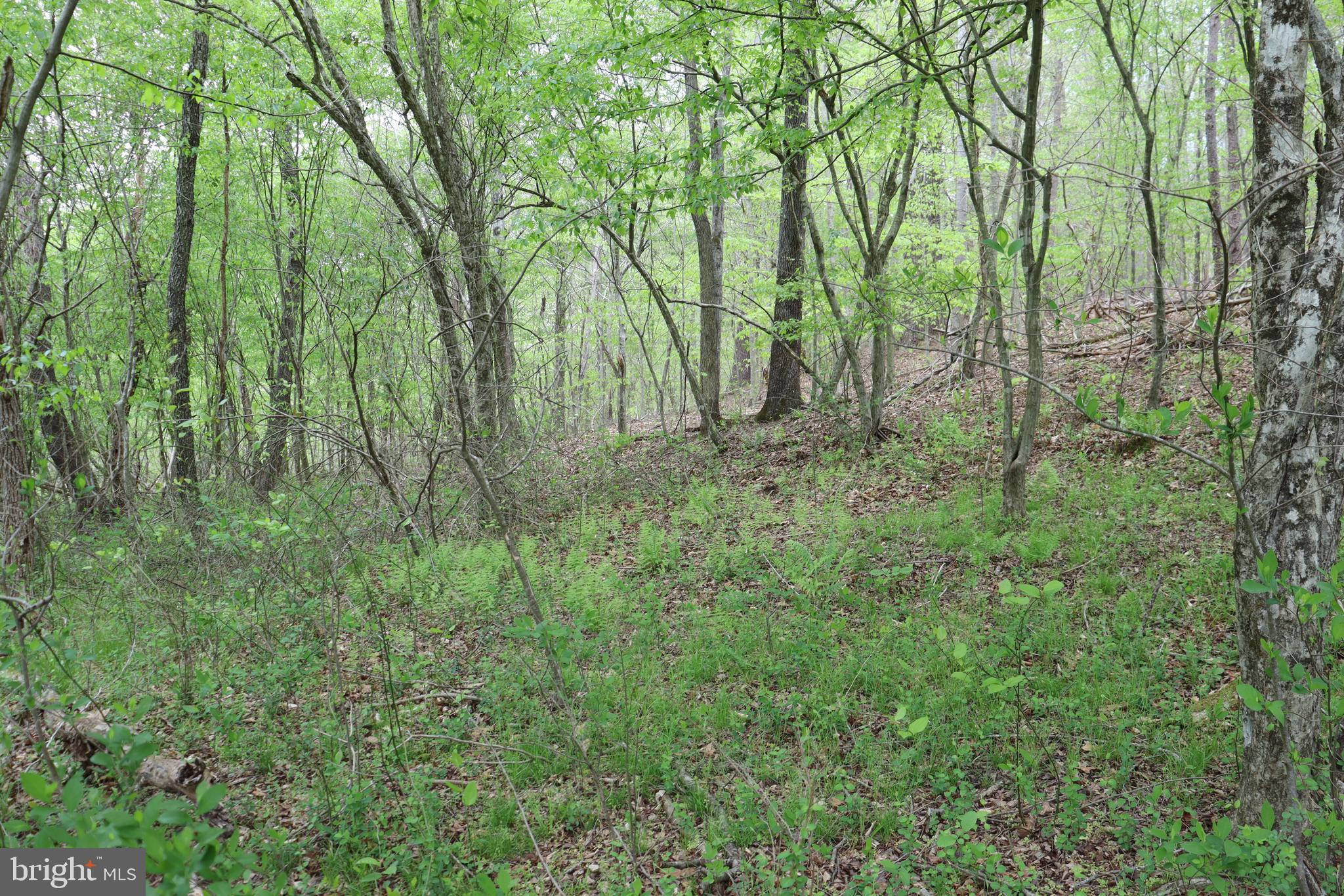 0 Hazel River Road Rixeyville, VA 22737 - Photo 17 of 31 a view of forest