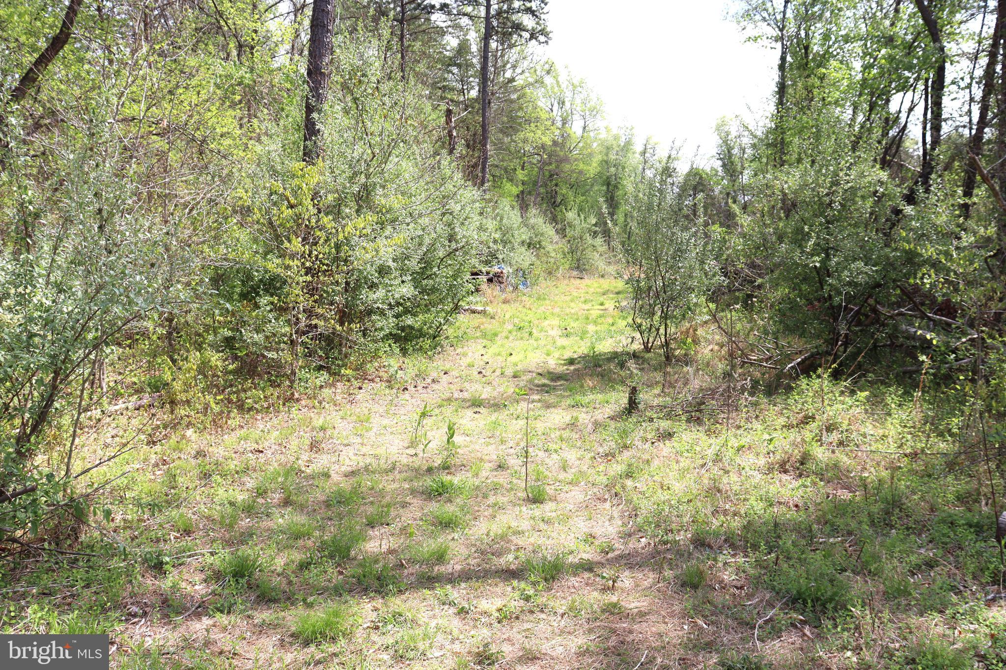 0 Hazel River Road Rixeyville, VA 22737 - Photo 21 of 31 a view of a yard with a tree