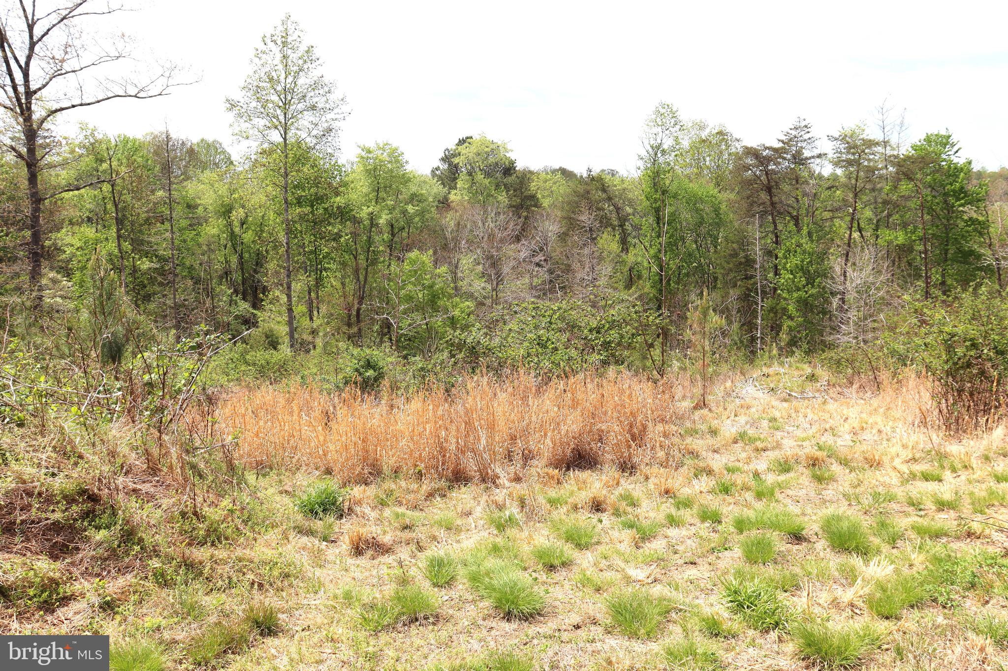 0 Hazel River Road Rixeyville, VA 22737 - Photo 24 of 31 a view of a yard with trees