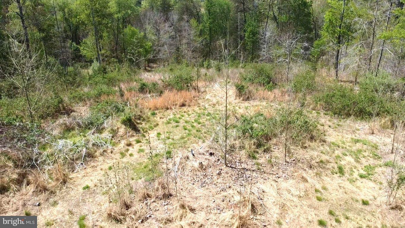 0 Hazel River Road Rixeyville, VA 22737 - Photo 27 of 31 a view of a yard with a tree