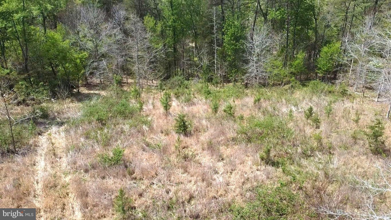 0 Hazel River Road Rixeyville, VA 22737 - Photo 28 of 31 a view of forest