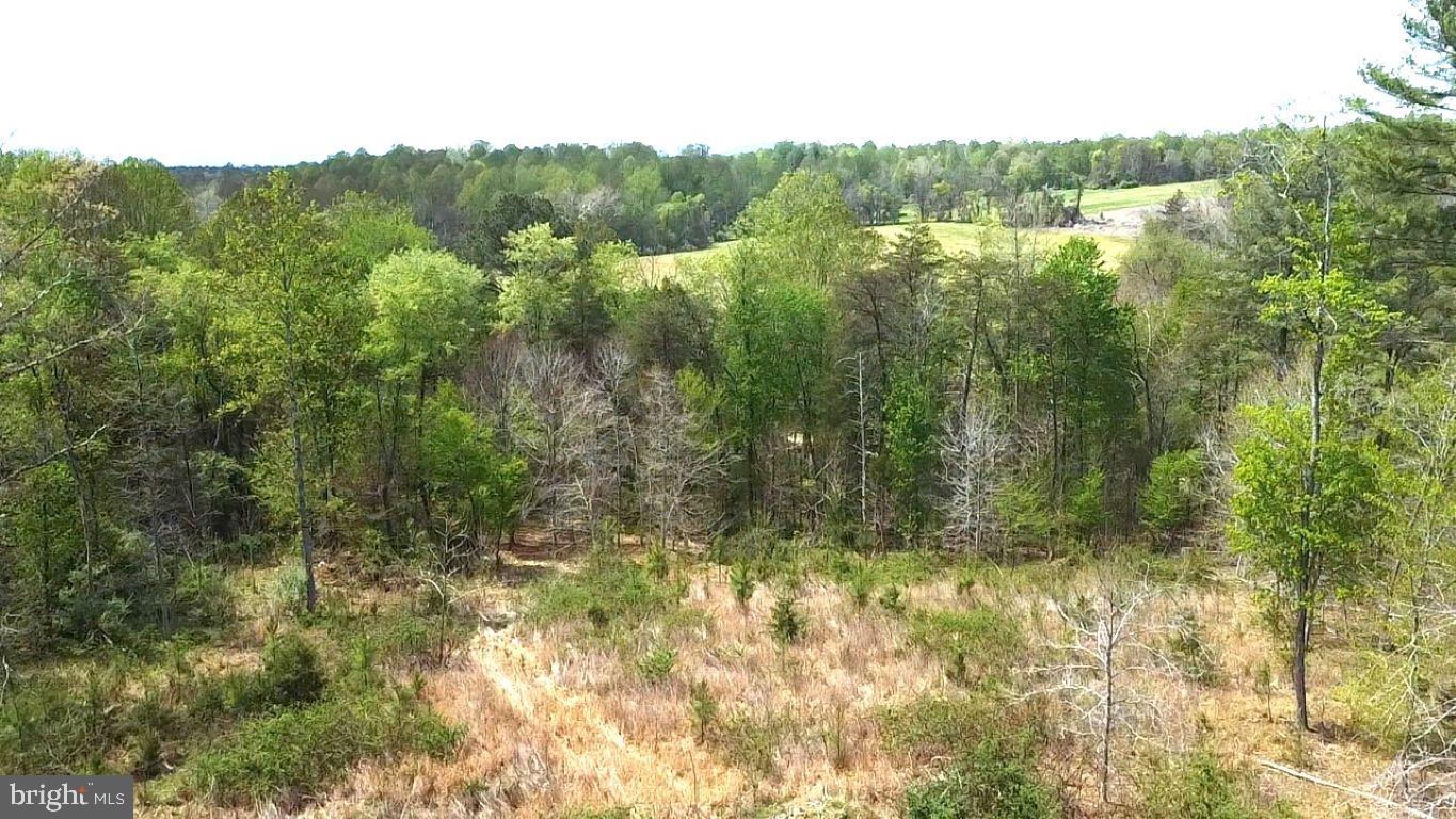 0 Hazel River Road Rixeyville, VA 22737 - Photo 3 of 31 a view of a forest with a yard