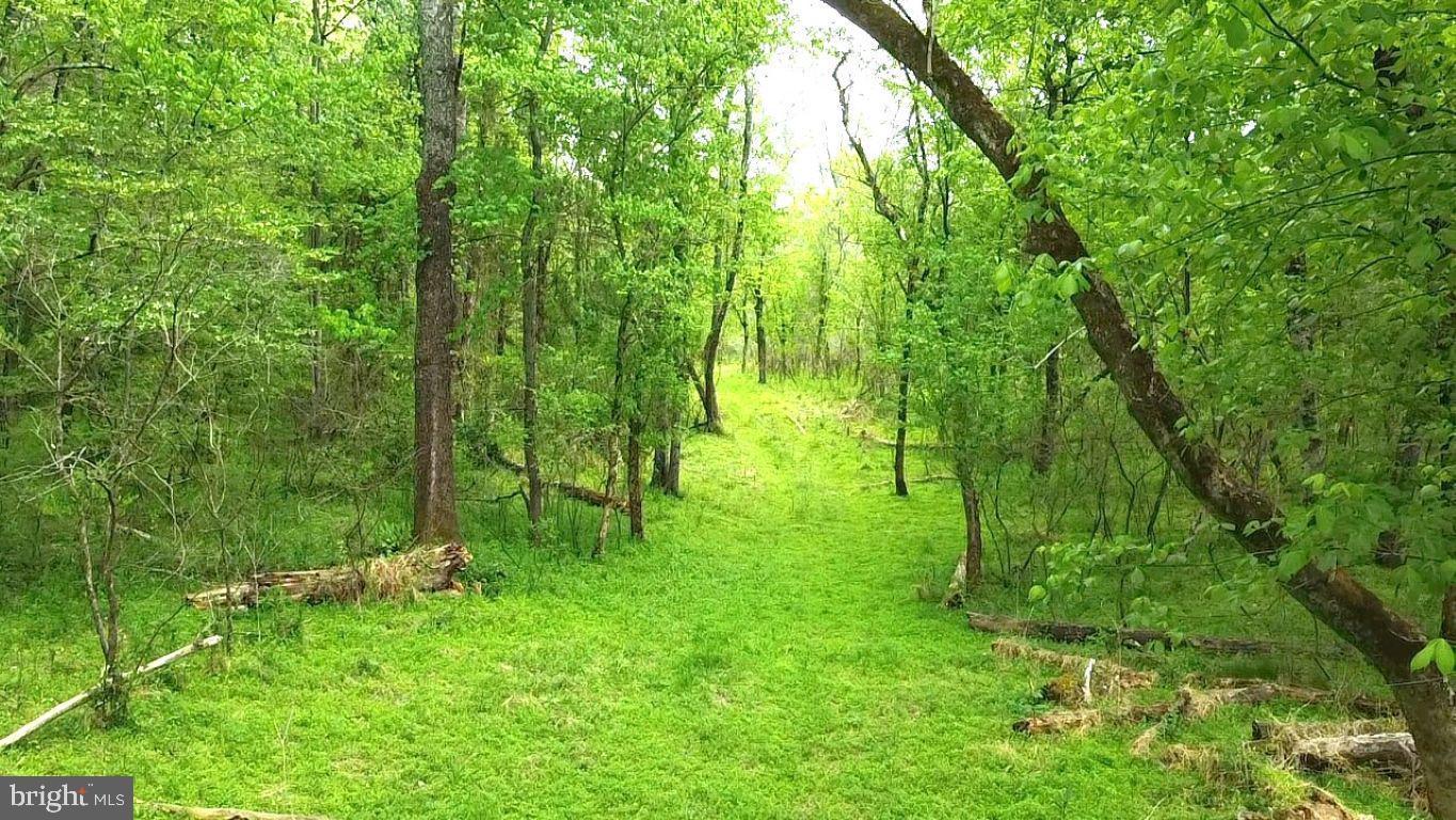 0 Hazel River Road Rixeyville, VA 22737 - Photo 5 of 31 a view of yard
