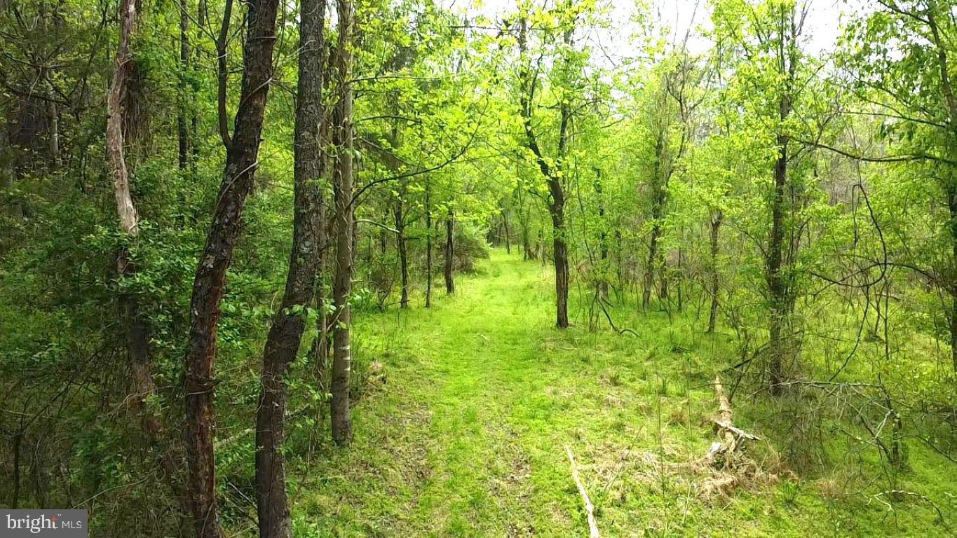 0 Hazel River Road Rixeyville, VA 22737 - Photo 6 of 31 a view of lush green forest