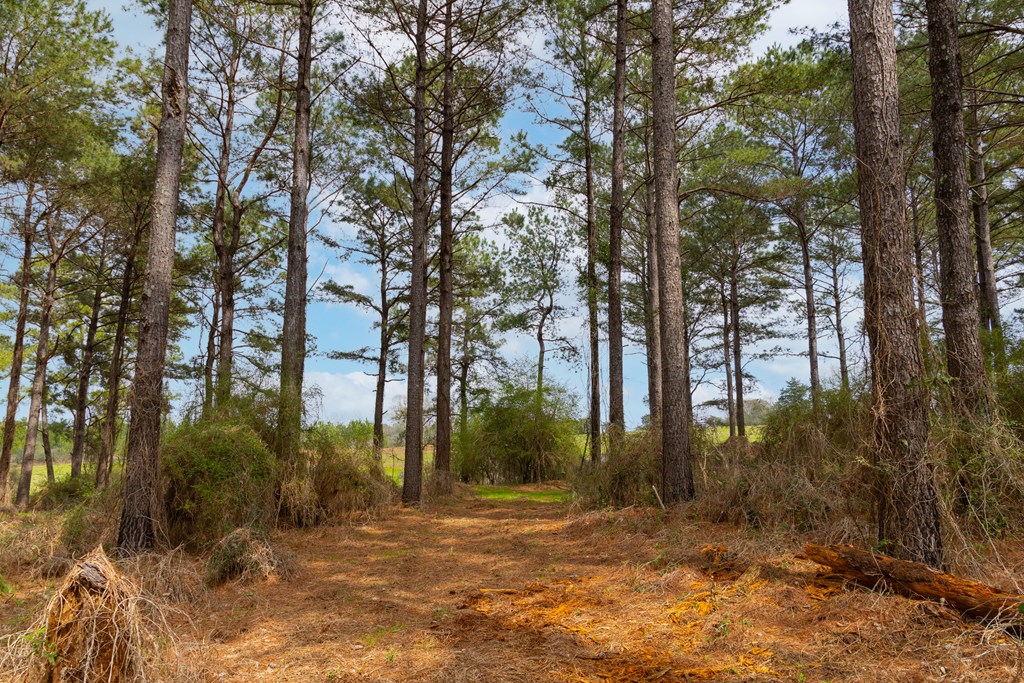 0 Double Creek Road Coffee Springs, AL 36318 - Photo 13 of 24