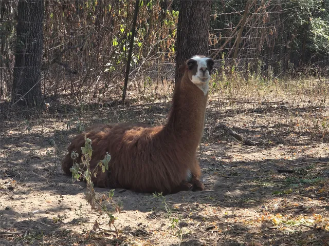 a view of a yard with wooden fence