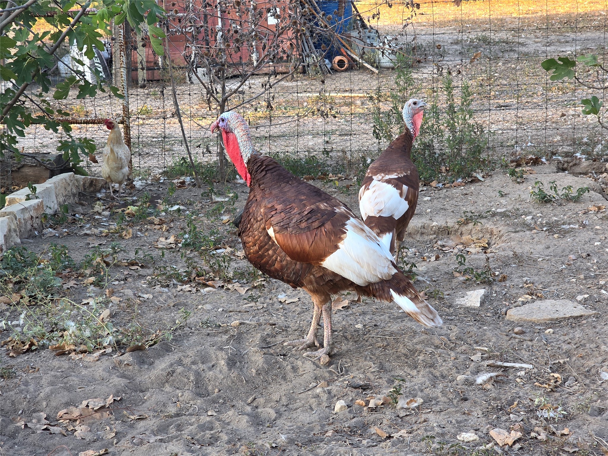 376 Jones Road Cedar Creek, TX 78612 - Photo 38 of 40 a backyard of a house with table and chairs