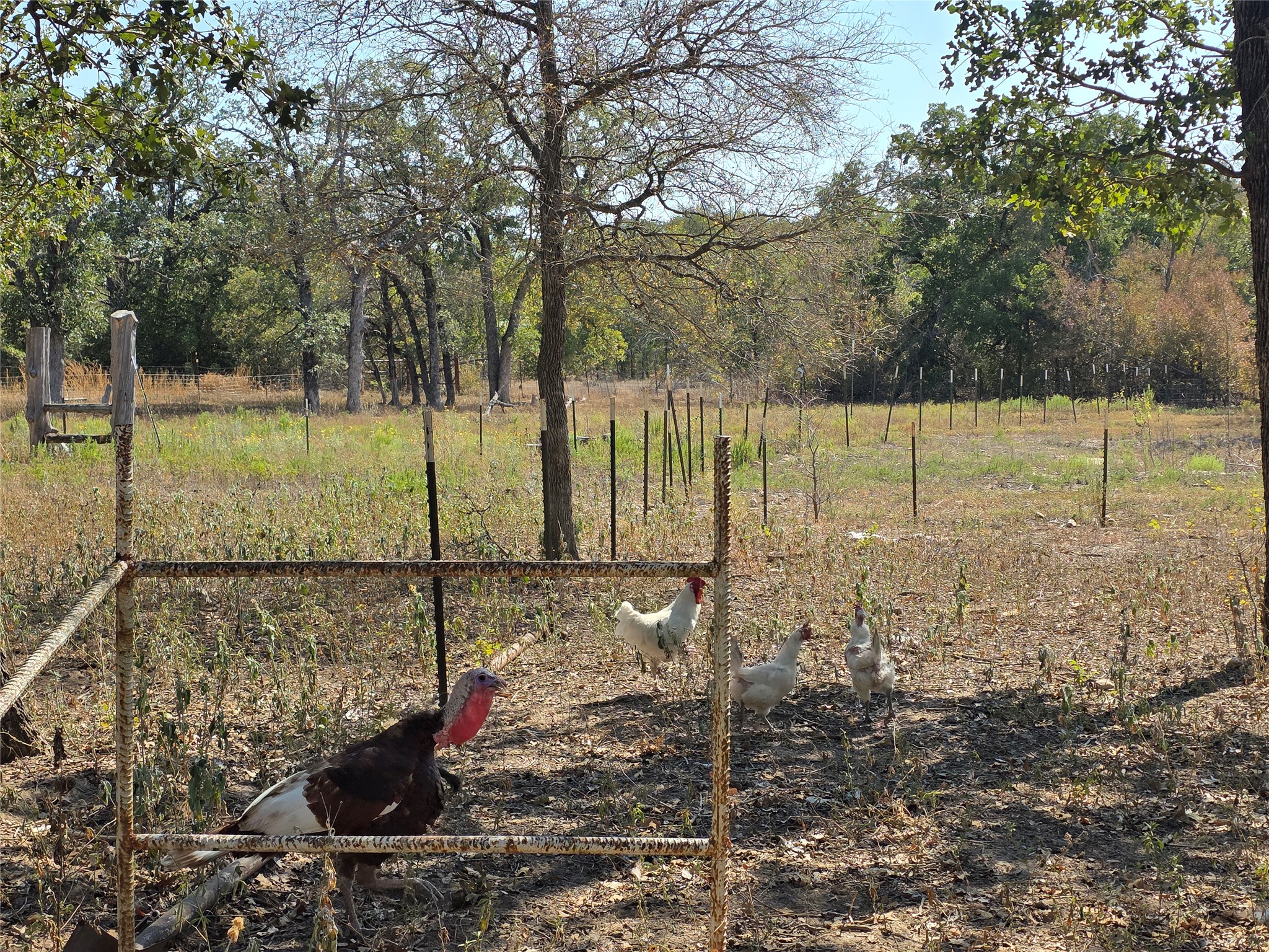 376 Jones Road Cedar Creek, TX 78612 - Photo 39 of 40 a view of a yard with wooden fence