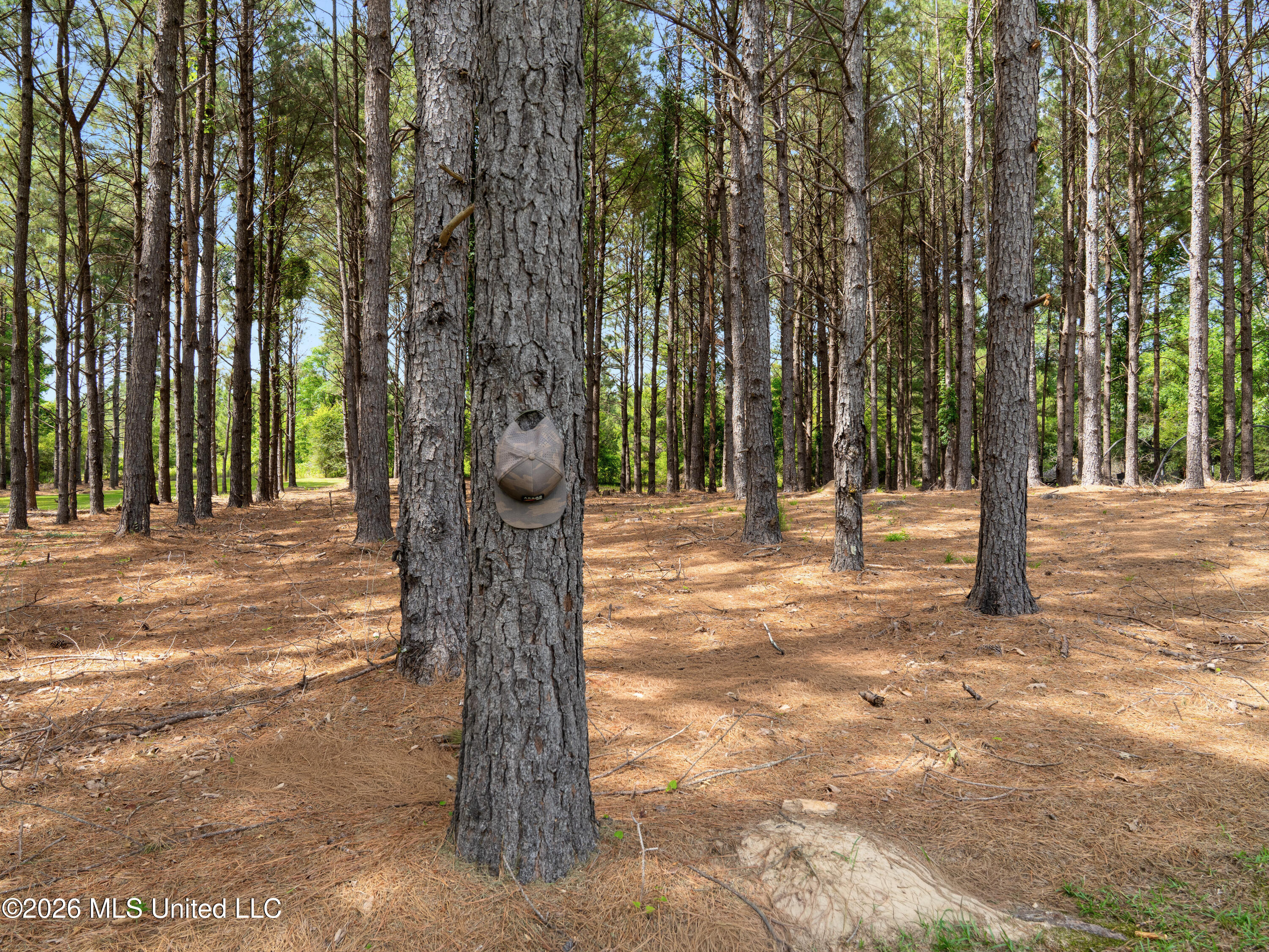 336 Toby Landrum Road Waynesboro, MS 39367 - Photo 8 of 106 A7402989