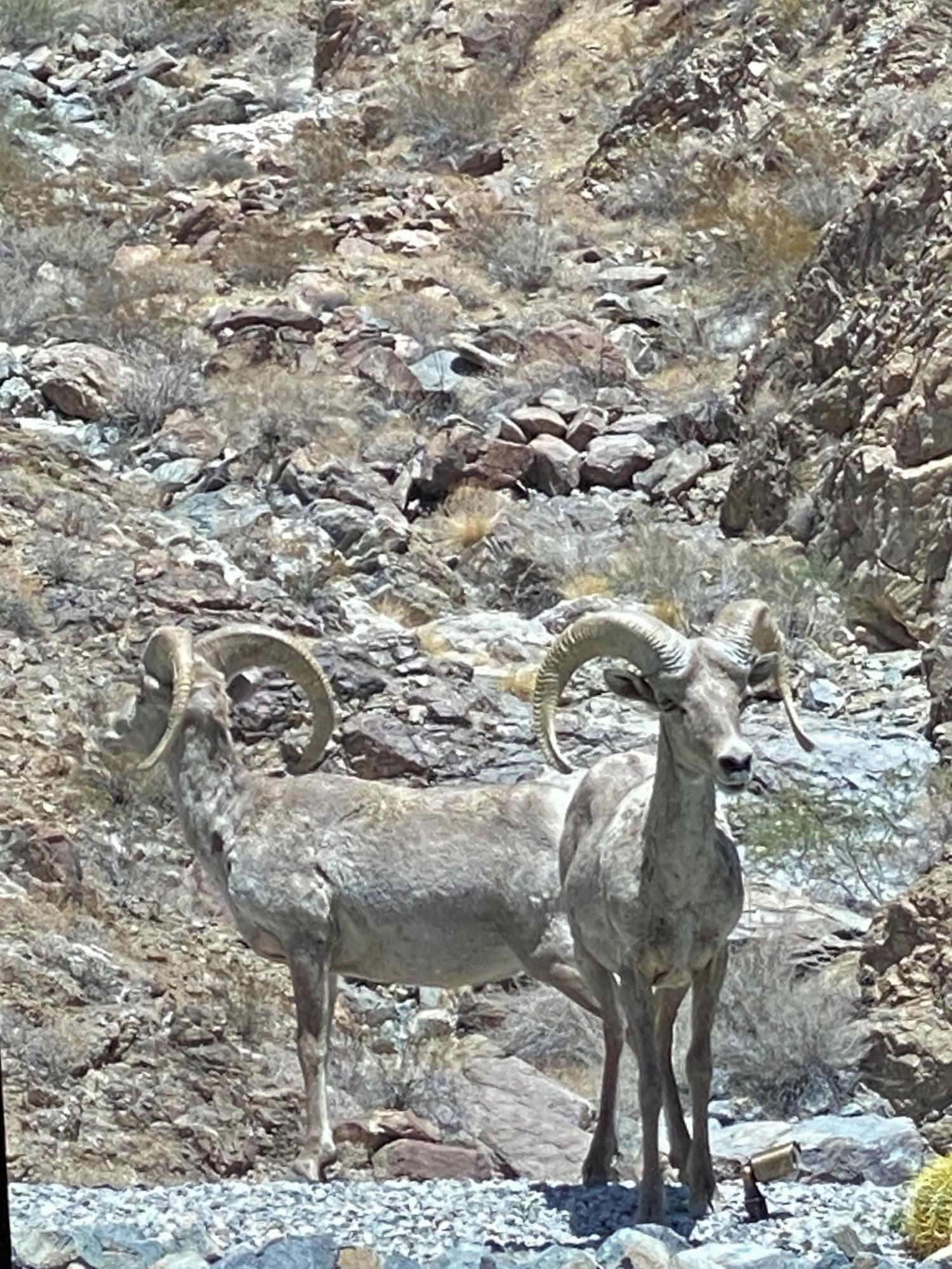 1747 Pinnacle Point Palm Springs, CA 92264 - Photo 63 of 76 a view of a yard