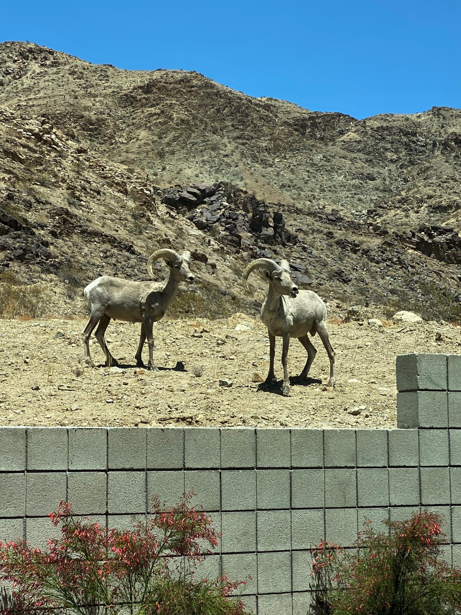 1747 Pinnacle Point Palm Springs, CA 92264 - Photo 74 of 76 z41b