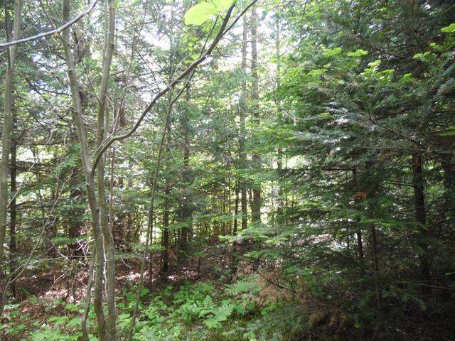 Lot 1 Center Road Tomahawk, WI 54487 - Photo 6 of 15 Gallery Image 6