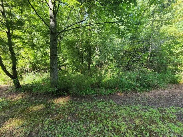 a view of a lush green forest
