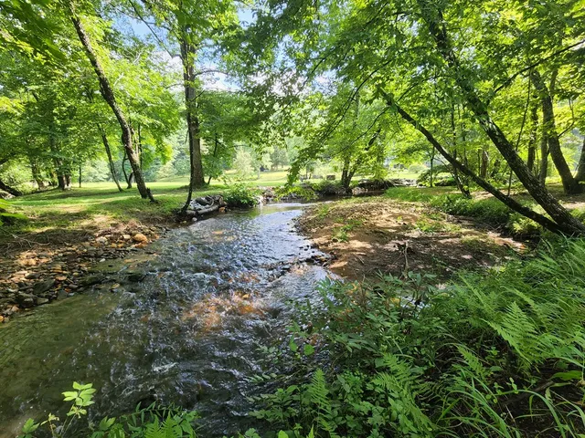 a view of a tree in the middle of a yard