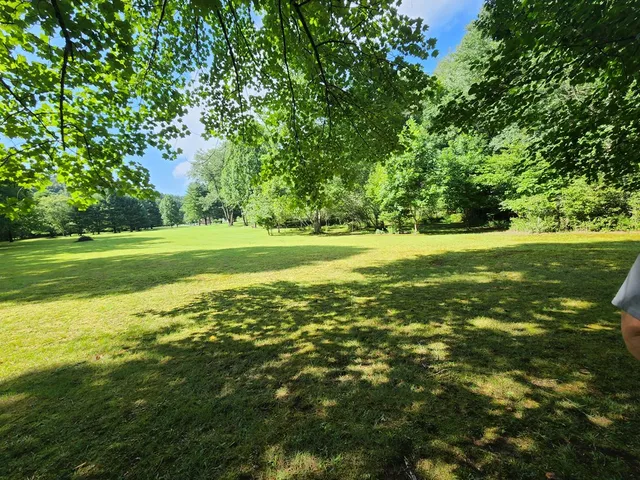 a view of a big yard with plants and large trees