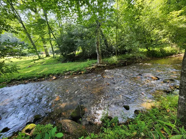a view of a park with large trees