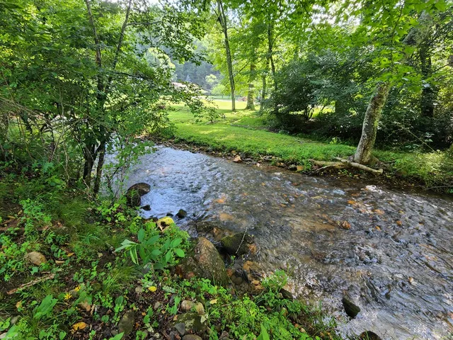 a view of a garden with large trees