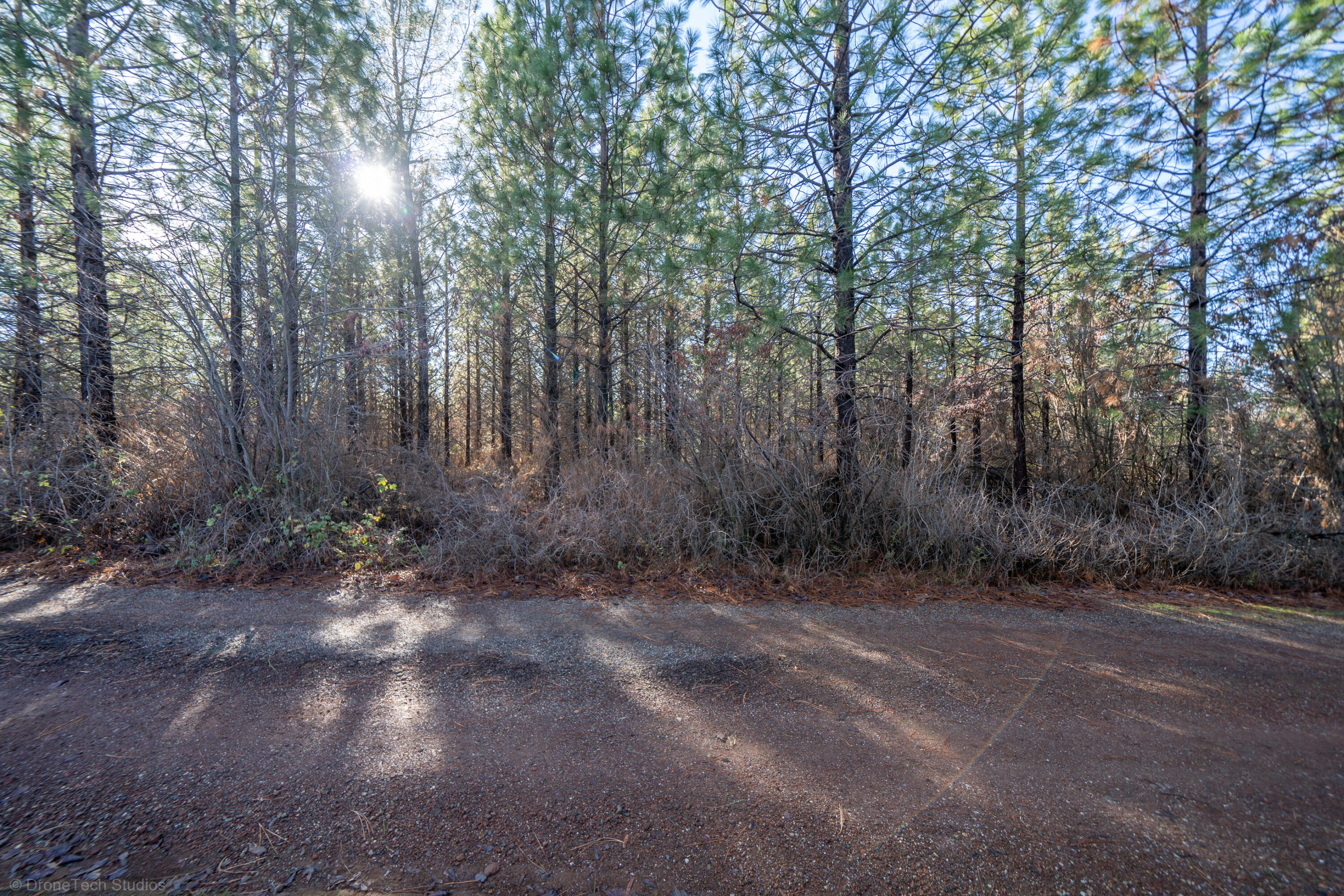 Lot 9 Moraine Way Shingletown, CA 96088 - Photo 27 of 31 a view of a forest with trees
