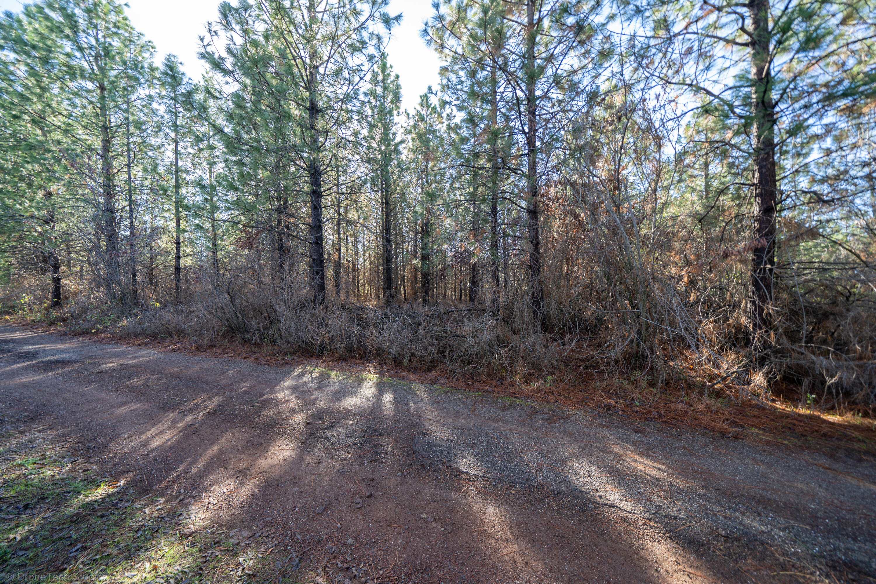 Lot 9 Moraine Way Shingletown, CA 96088 - Photo 28 of 31 a view of backyard with trees