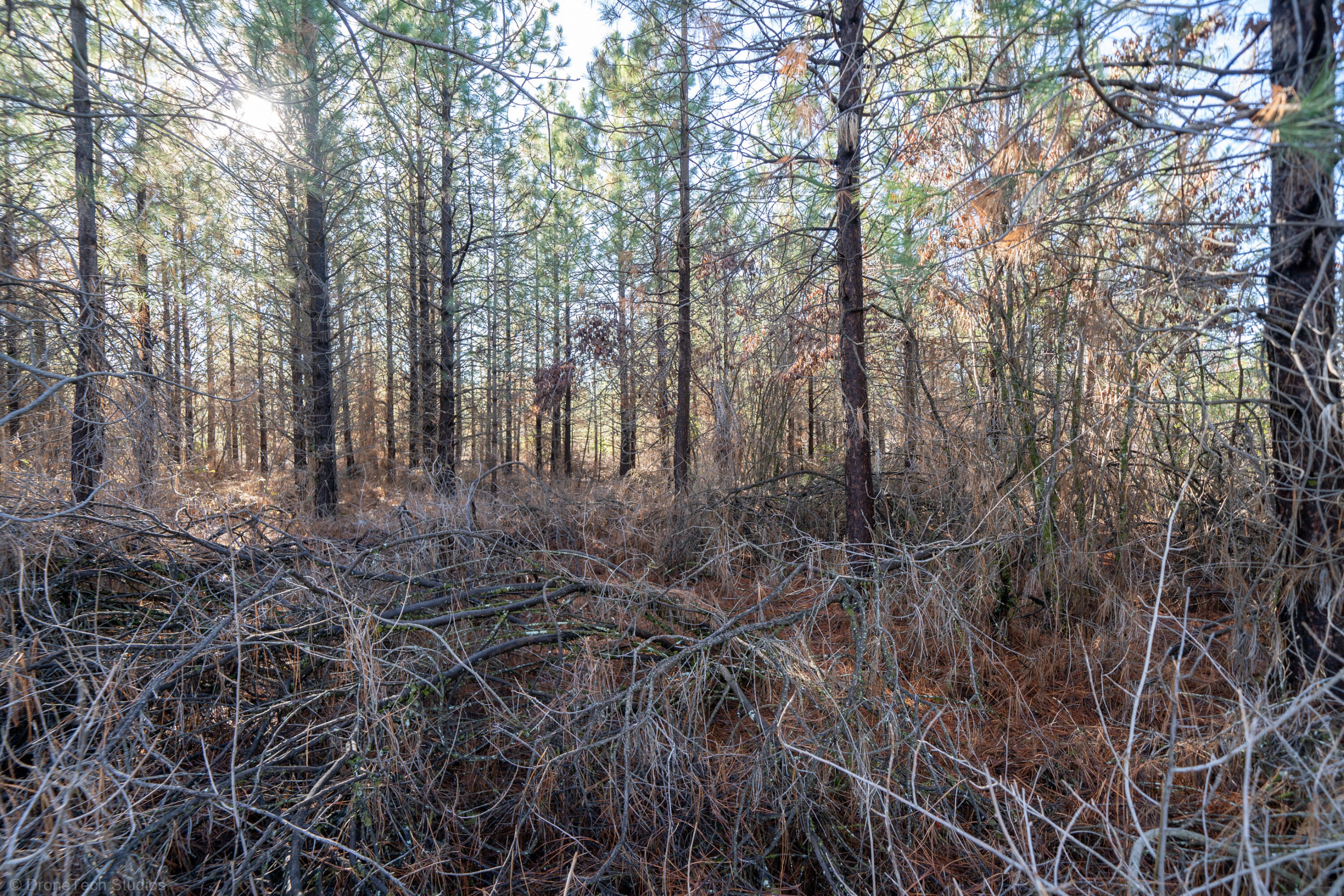 Lot 9 Moraine Way Shingletown, CA 96088 - Photo 30 of 31 a view of forest