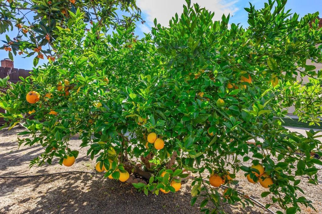 4616 Arrowhead Court Oceanside, CA 92056 - Photo 46 of 50 a picture of a tree