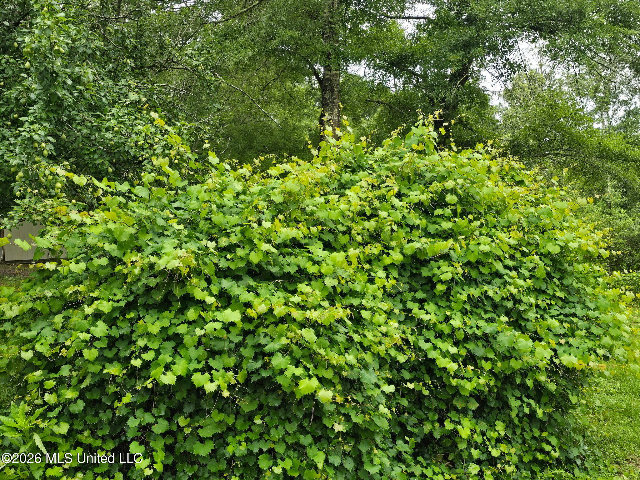 42 Boone Road Perkinston, MS 39573 - Photo 74 of 76 1000021259