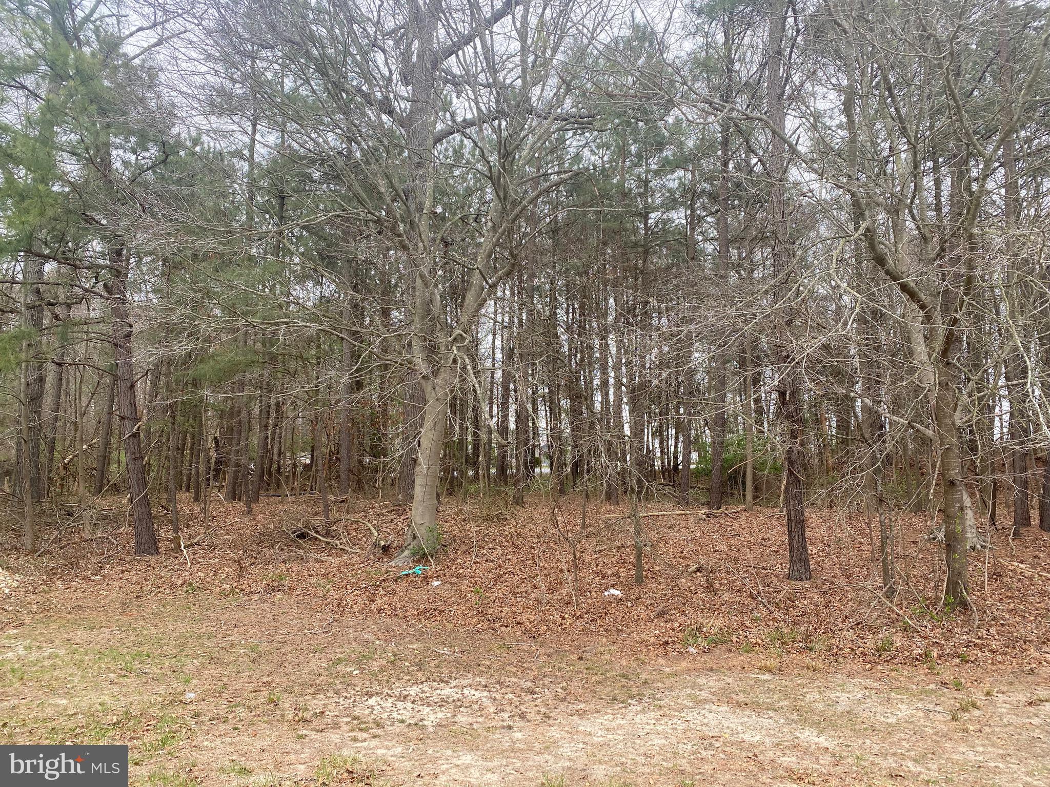 Lot 1 Rifle Range Road Bridgeville, DE 19933 - Photo 4 of 4 Gallery Image 4
