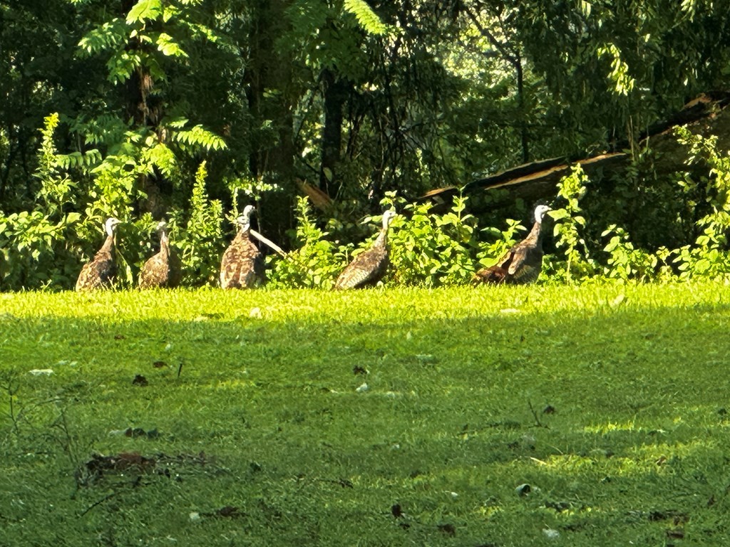 0 Duck Pond Road Sparta, TN 38583 - Photo 2 of 4