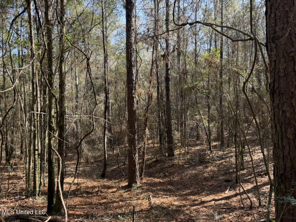 Cheramie Road Sandy Hook, MS 39478 - Photo 12 of 16 F876B924-1F71-4BCA-84A8-1F3C9490C54E_1_1