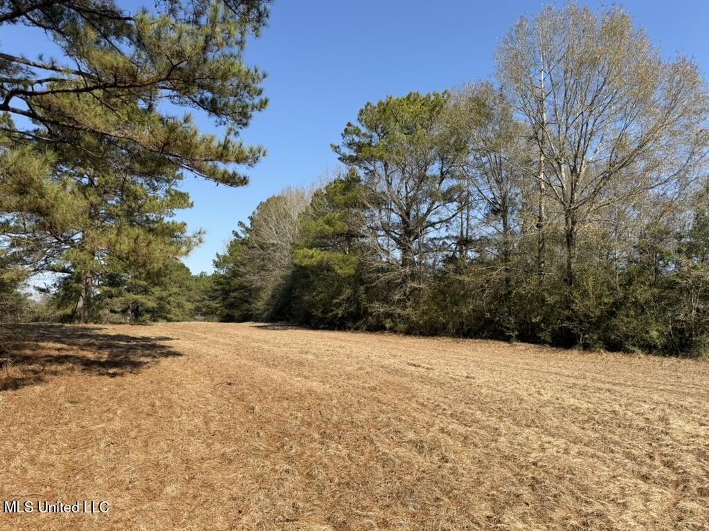 Cheramie Road Sandy Hook, MS 39478 - Photo 3 of 16 123A65A8-82D6-45E7-A89C-48FE78A69BF7_1_1