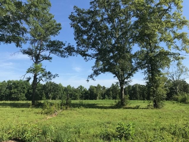 20.33-ac Dee Road Opp, AL 36467 - Photo 7 of 14 Gallery Image 7