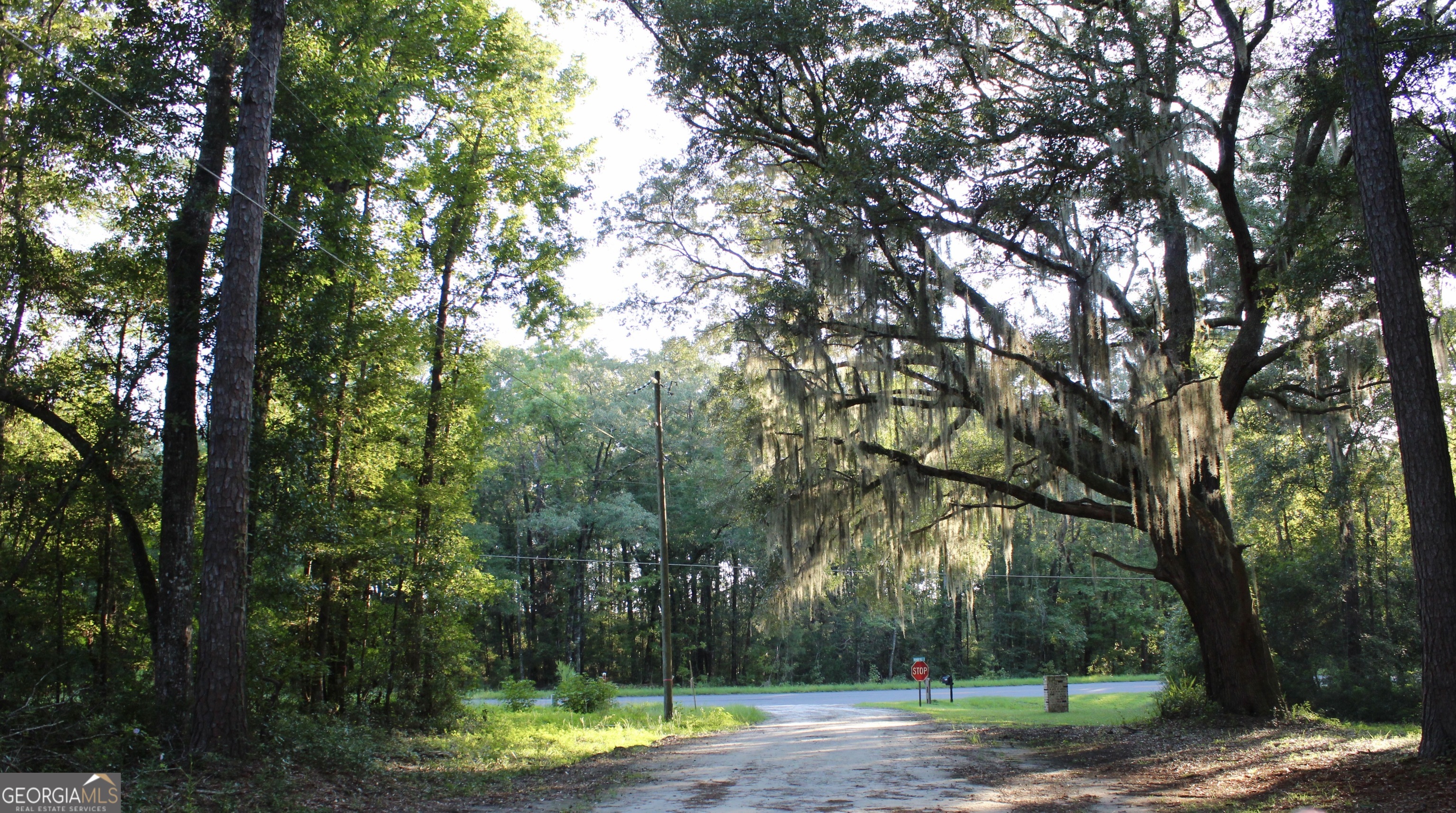 a view of a yard with large trees