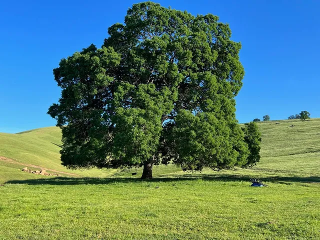 $700,000 | 9840 New Chicago Road, Drytown, CA 95699