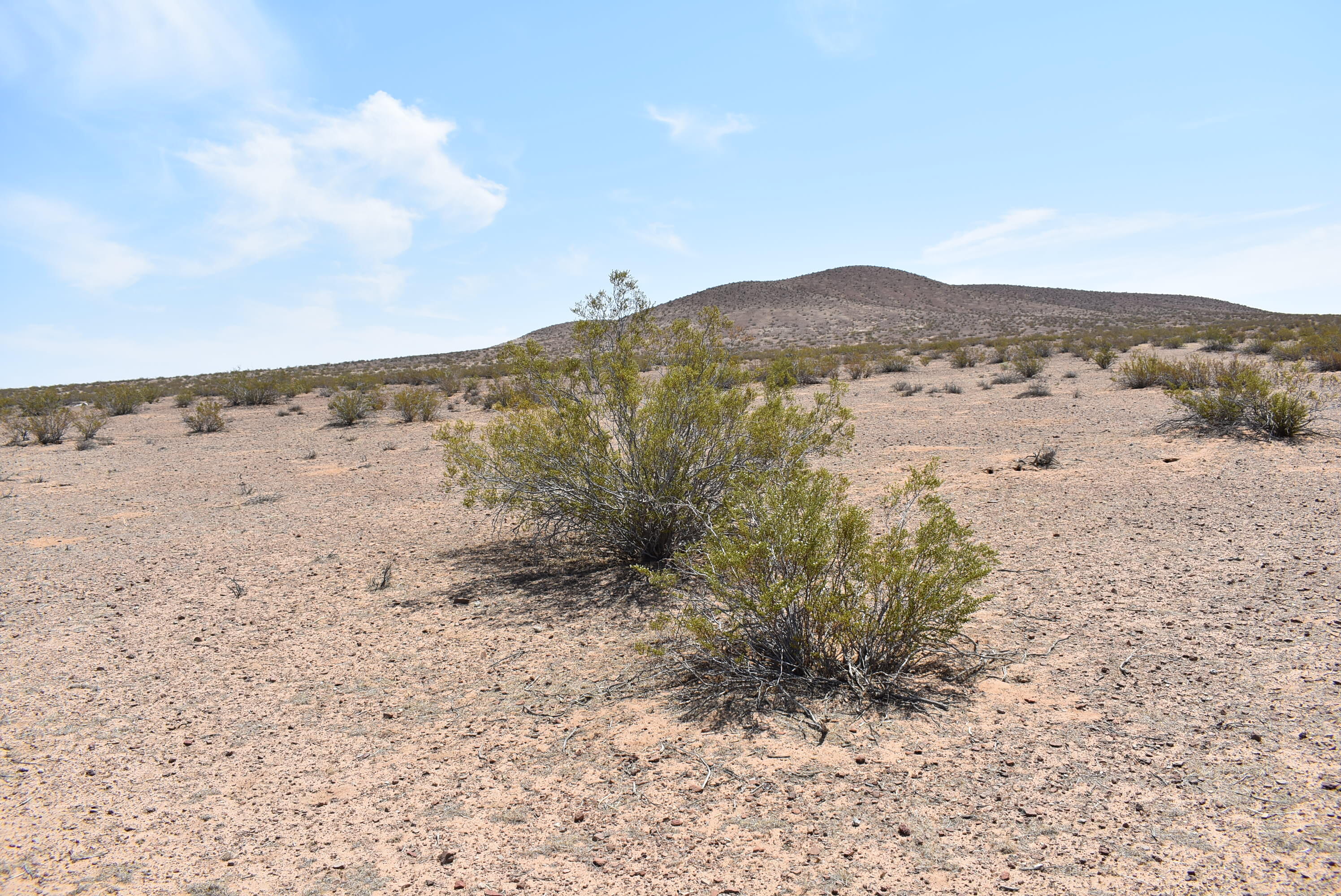 160th Street East Edwards, CA 93523 - Photo 4 of 20 DSC_0449