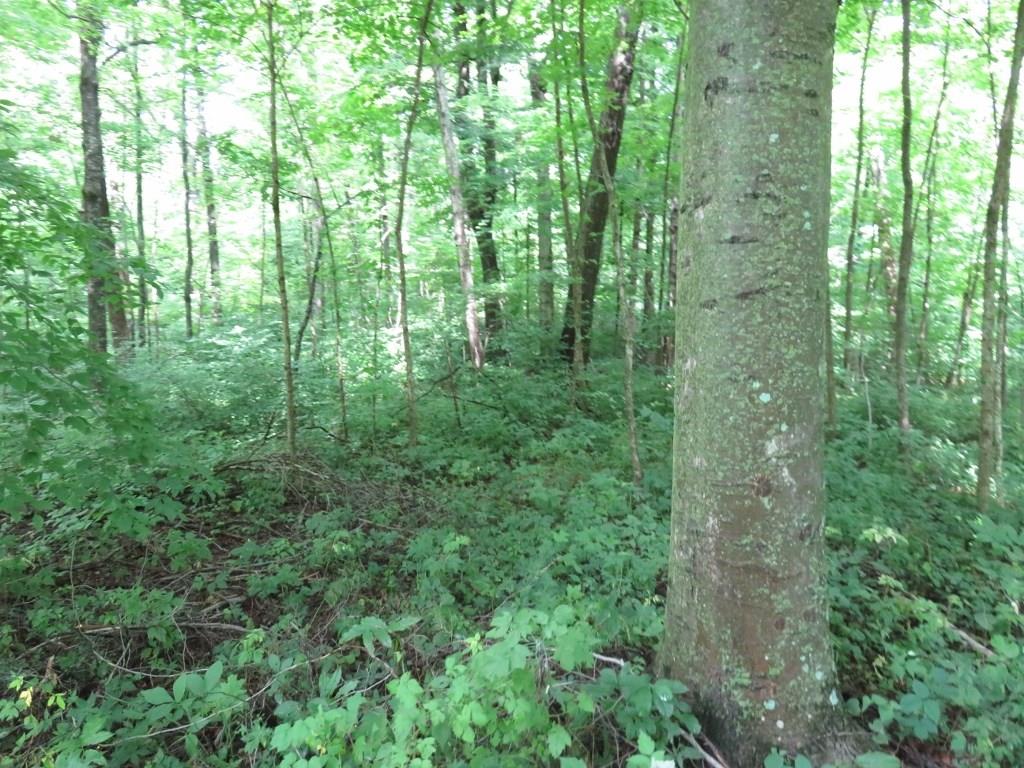 0 Maudlin Road Hagerstown, IN 47354 - Photo 10 of 19 Gallery Image 10