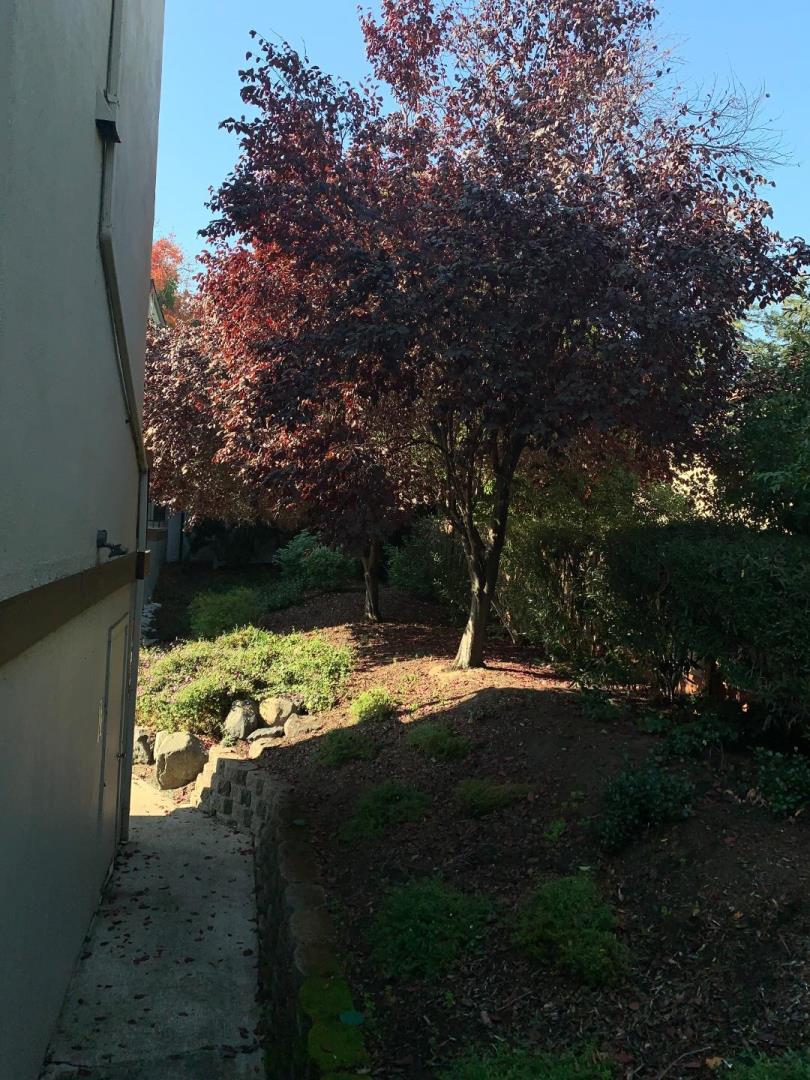 2043 Sierra Road, Unit 1 Concord, CA 94518 - Photo 25 of 34 a view of a yard with large trees