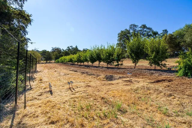 a view of a tree with painted walls